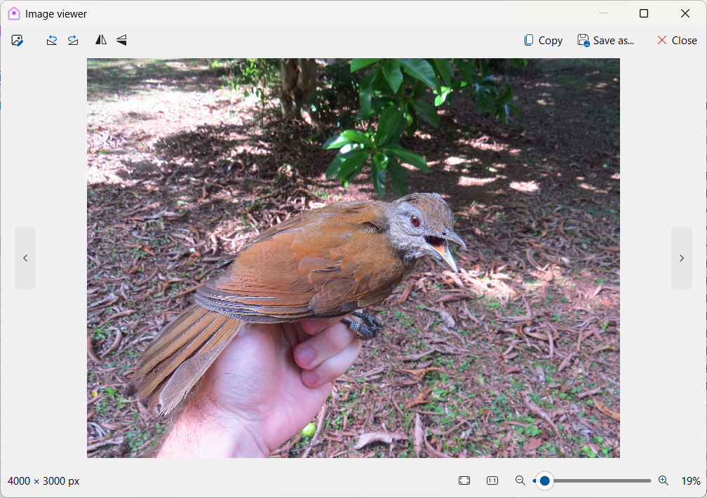 Image viewer